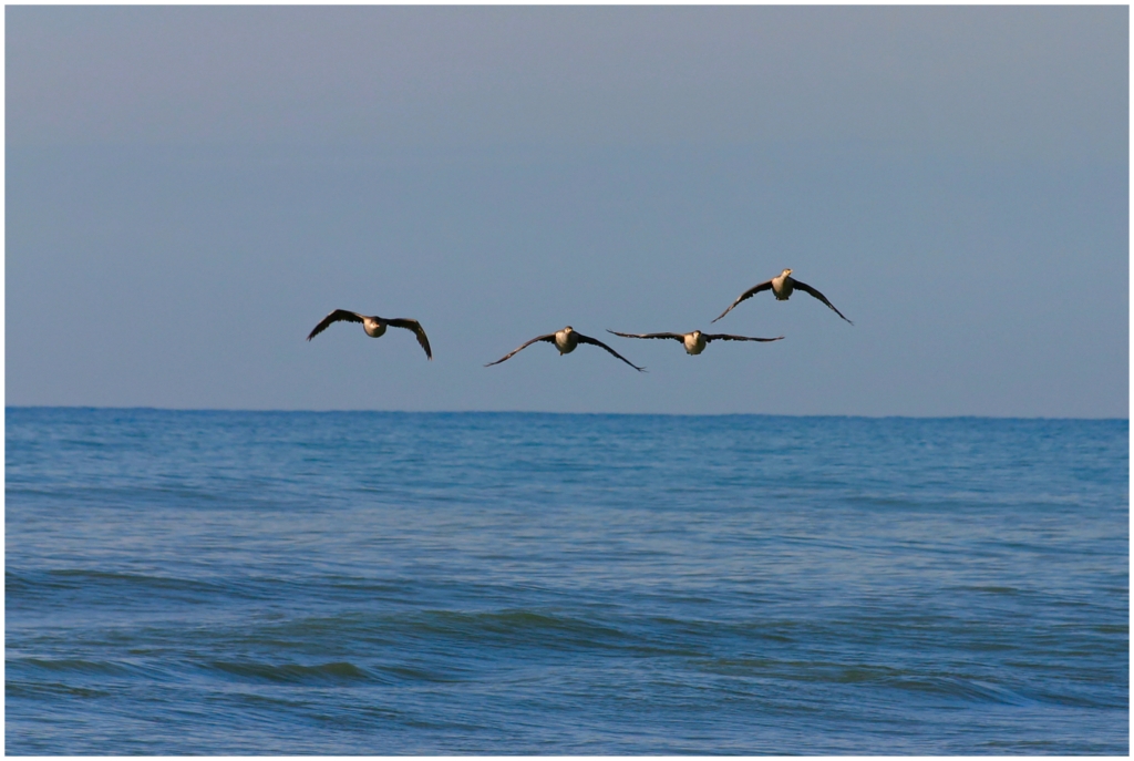 04 - Presqu'ile d'Otago (6).jpg